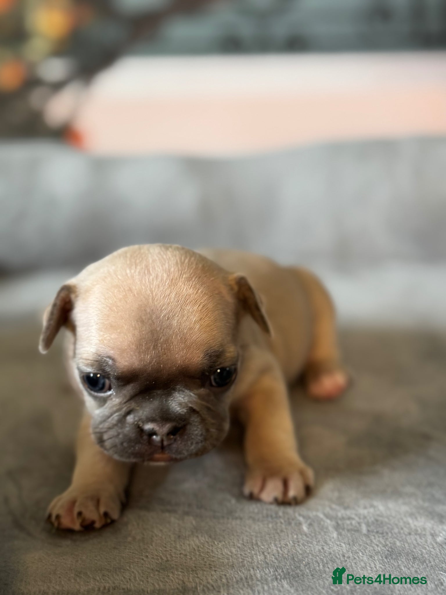 French Bulldog dogs KC French Bulldog Puppies Lilac, Black Tan, Fawn - Advert 5