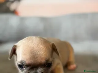 French Bulldog dogs KC French Bulldog Puppies Lilac, Black Tan, Fawn - Advert 16