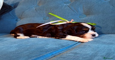 Cavalier King Charles Spaniel dogs - Advert 14