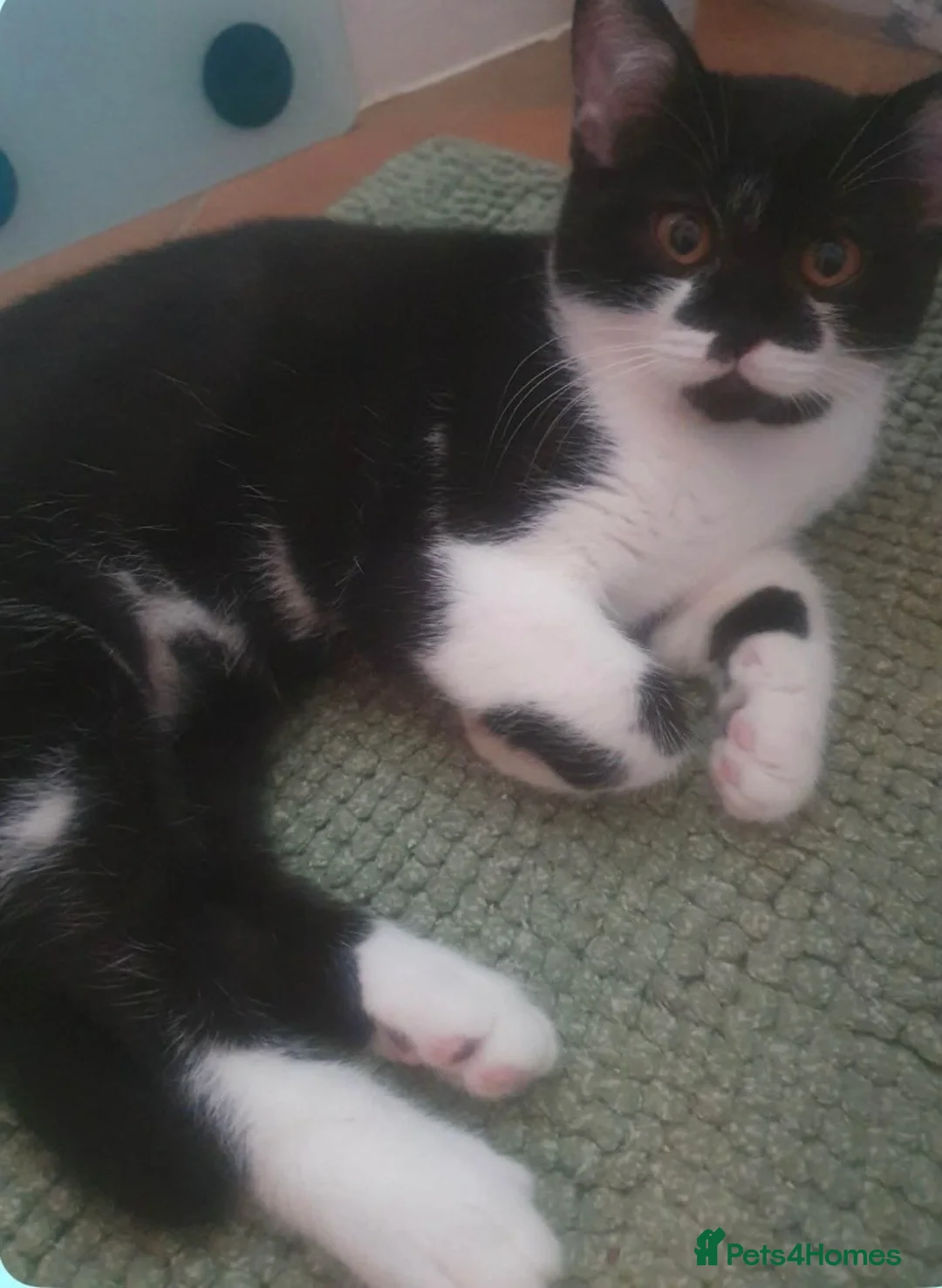 British Shorthair cats for sale: Beautiful BritishShorthair Kitten  - Advert 2
