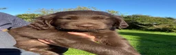 Flat coated Retriever dogs for sale: Ready now! Flat coated x Golden retriever pups. - Advert 11