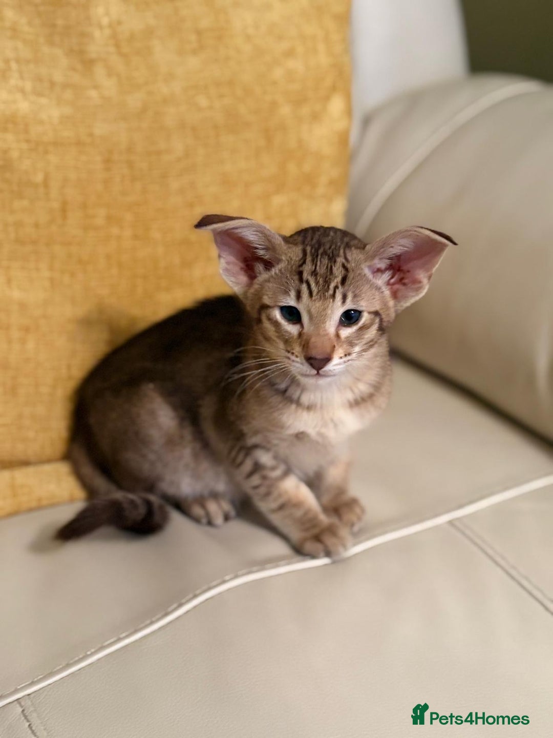 Oriental cats for sale: GCCF Oriental Kittens  - Advert 1