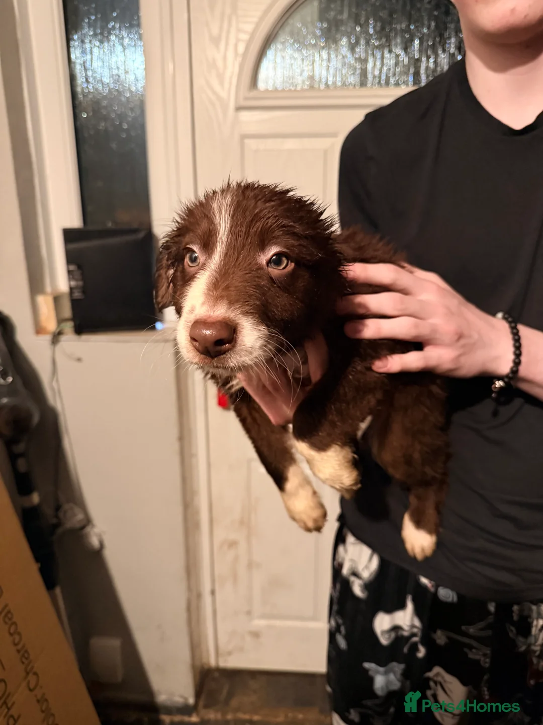 Border Collie dogs for sale: Puppies in Southwell - Advert 17
