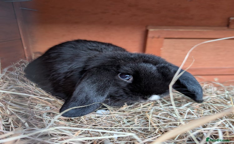 Mini Lop rabbits - Advert 18