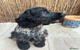 Cocker Spaniel dogs for stud: Blue roan show cocker spaniel stud in Exeter - Image 5