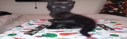 Mixed Breed cats for sale: Gryffin-Paw - Male Kitten  - Advert 4
