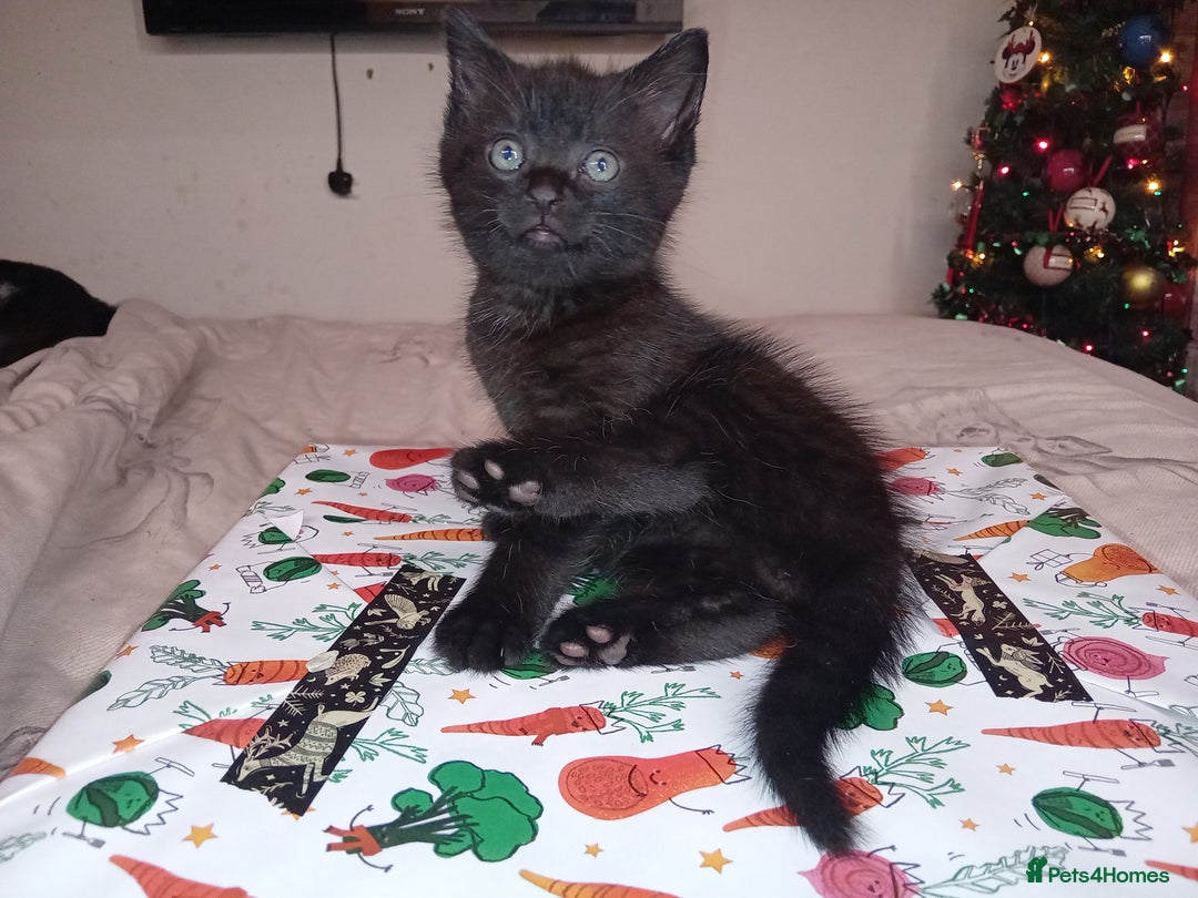 Mixed Breed cats for sale: Gryffin-Paw - Male Kitten  - Advert 4