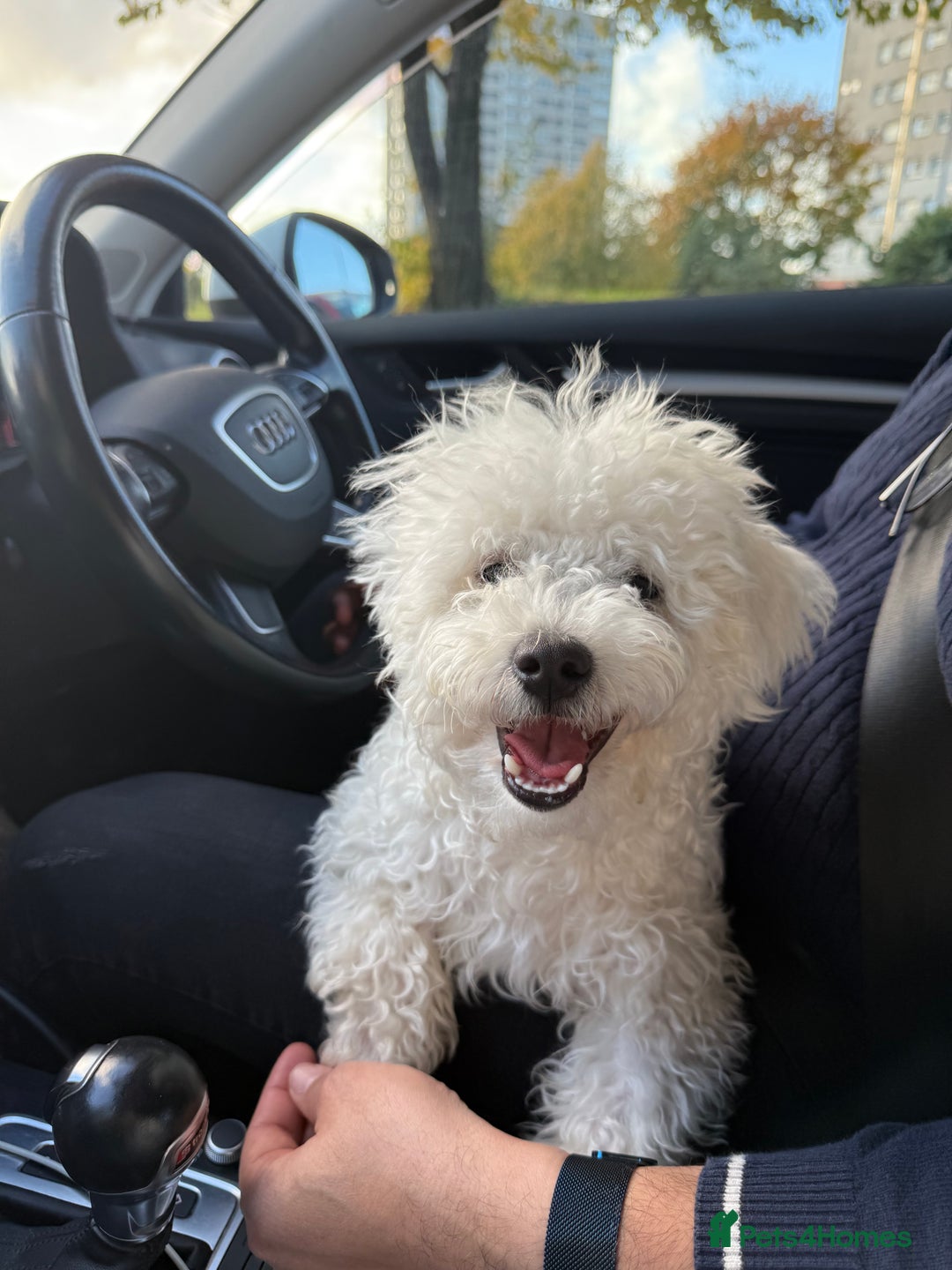 Bichon Frise dogs for stud: Bichon frise for stud - Image 2
