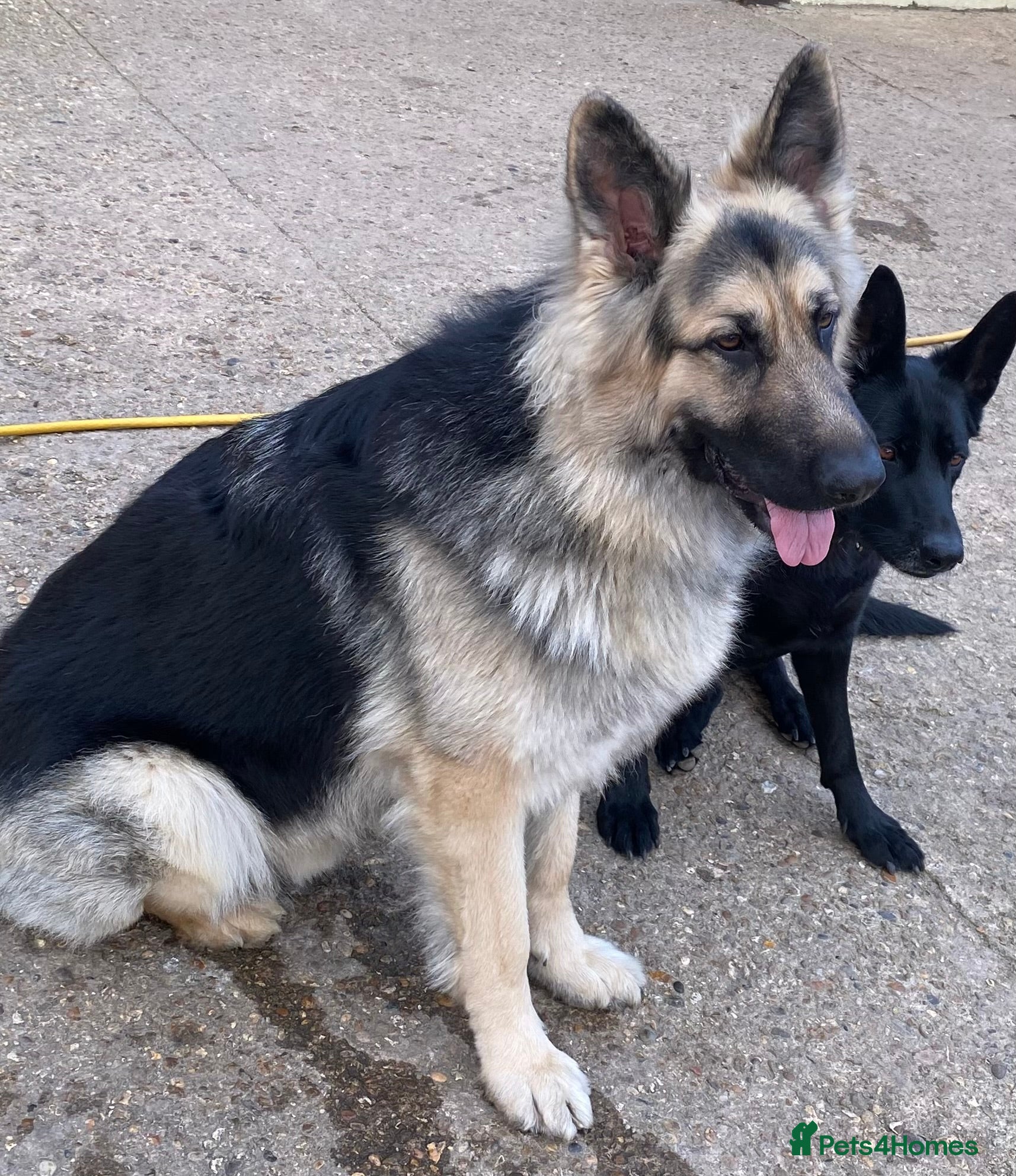 German Shepherd dogs stud only - Advert 14