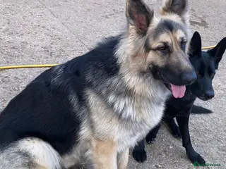 German Shepherd dogs stud only - Advert 14