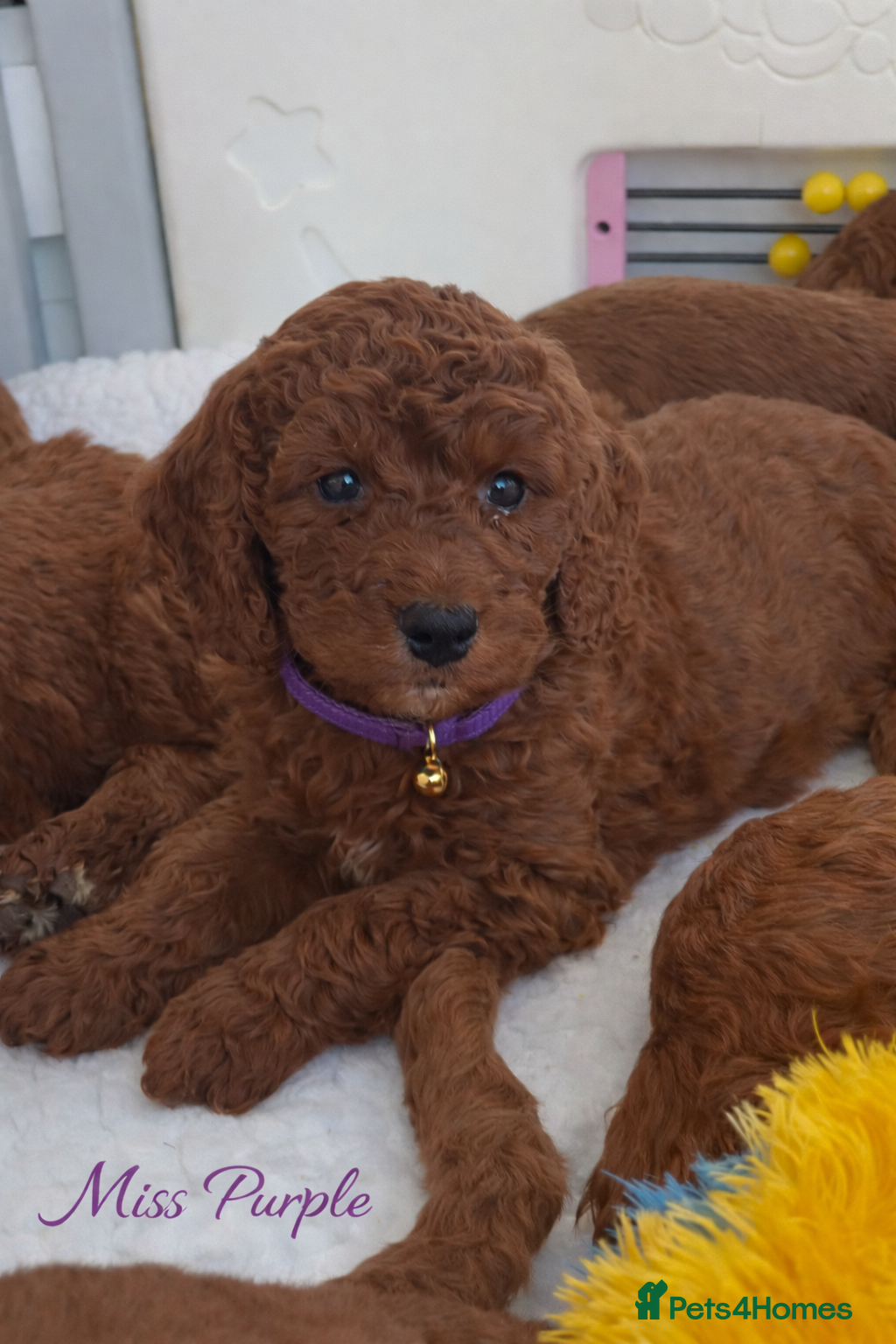 Goldendoodle dogs multigenerational Australian Red double doodles  - Advert 6