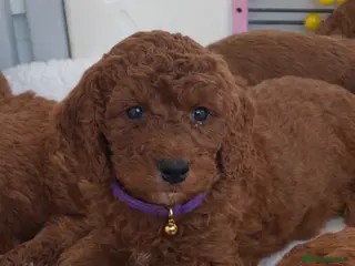 Goldendoodle dogs multigenerational Australian Red double doodles - Advert 6
