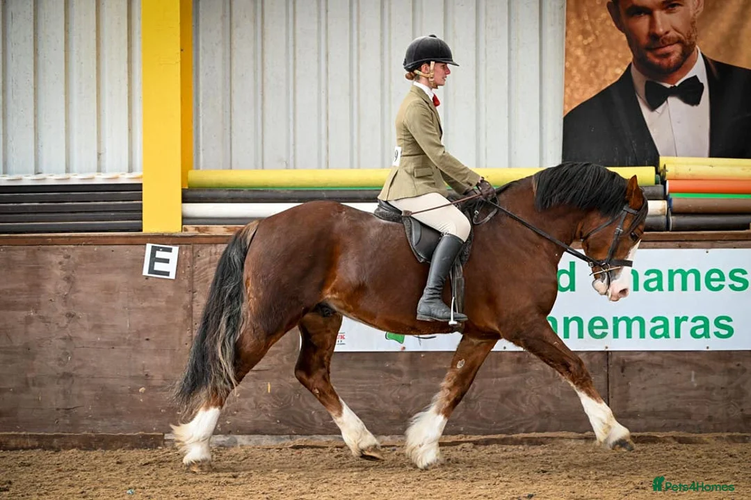 Welsh Section D horses for sale: Exceptional mannerly Welsh D  - Advert 4
