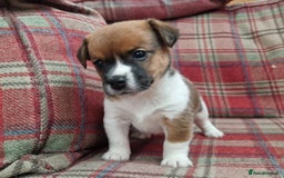 Jack Russell dogs for sale: Traditional Jack Russell Pups DNA Health Tested  - Image 31