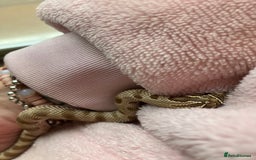 Snake reptiles for sale: Hognose snake conda female  - Advert 3