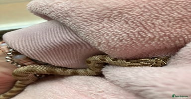 Snake reptiles Hognose snake conda female  - Advert 5