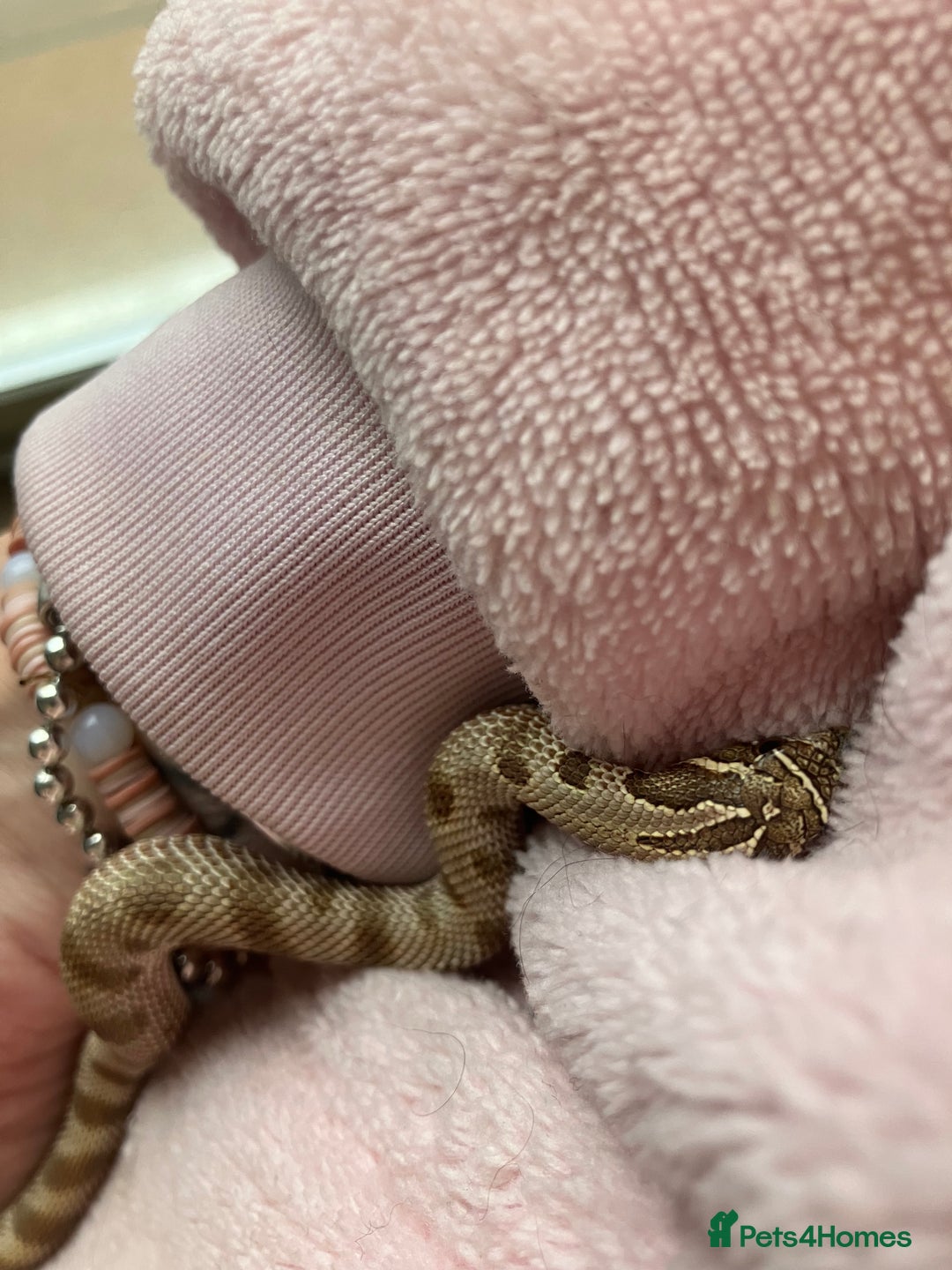 Snake reptiles for sale: Hognose snake conda female  - Advert 3