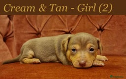 Jack Russell dogs for sale: Beautiful Muchwenlock Jack Russell puppies - Image 2