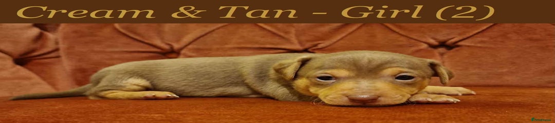 Puppy 2