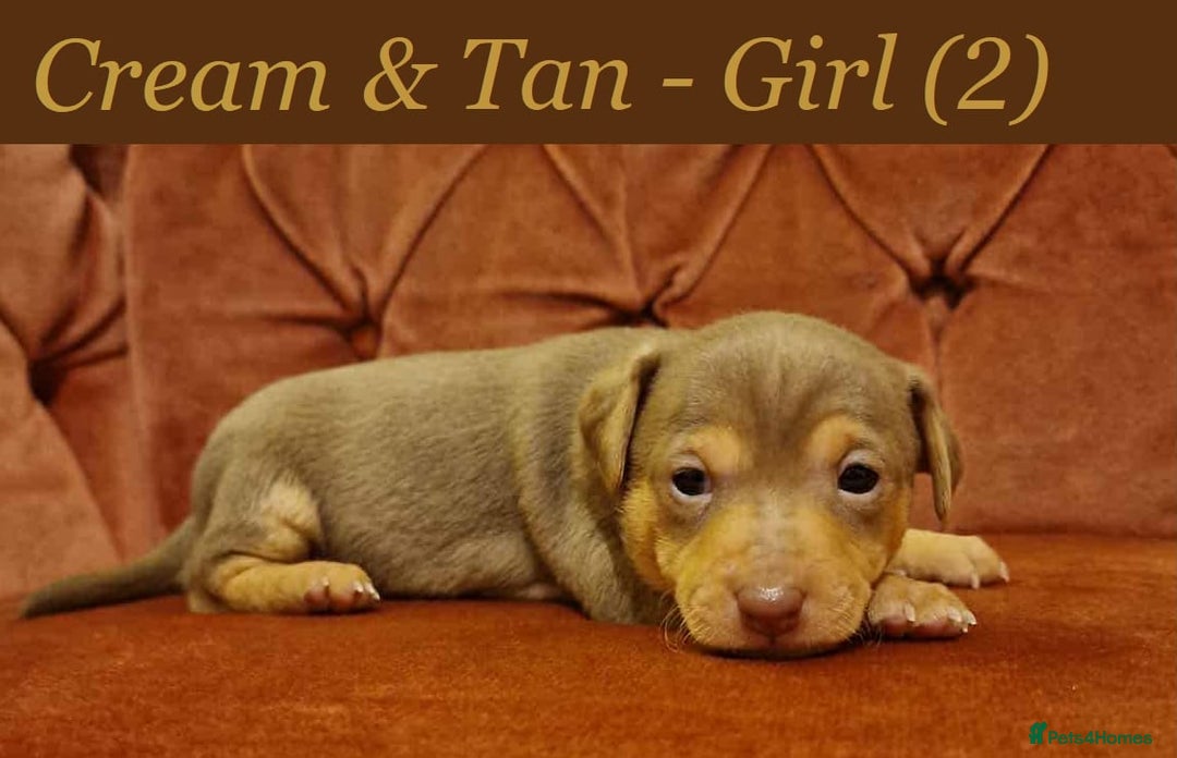 Jack Russell dogs for sale: Beautiful Muchwenlock Jack Russell puppies - Image 2