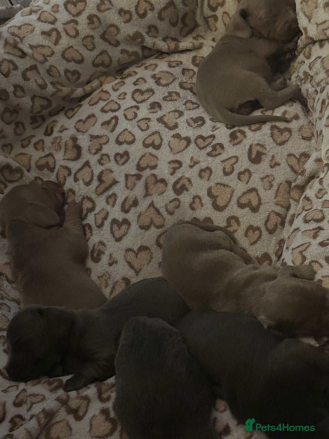 Miniature Dachshund dogs for sale: Mini dachshunds 💚🫶🏻 ready 24th December 🎄🎄 - Advert 8