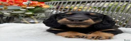 Dachshund dogs for sale: kC Reg, Standard Long Haired Dachshunds  - Advert 6