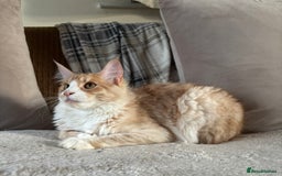 Maine Coon cats for sale: Stunning cream/white Maine coon boy  - Image 7
