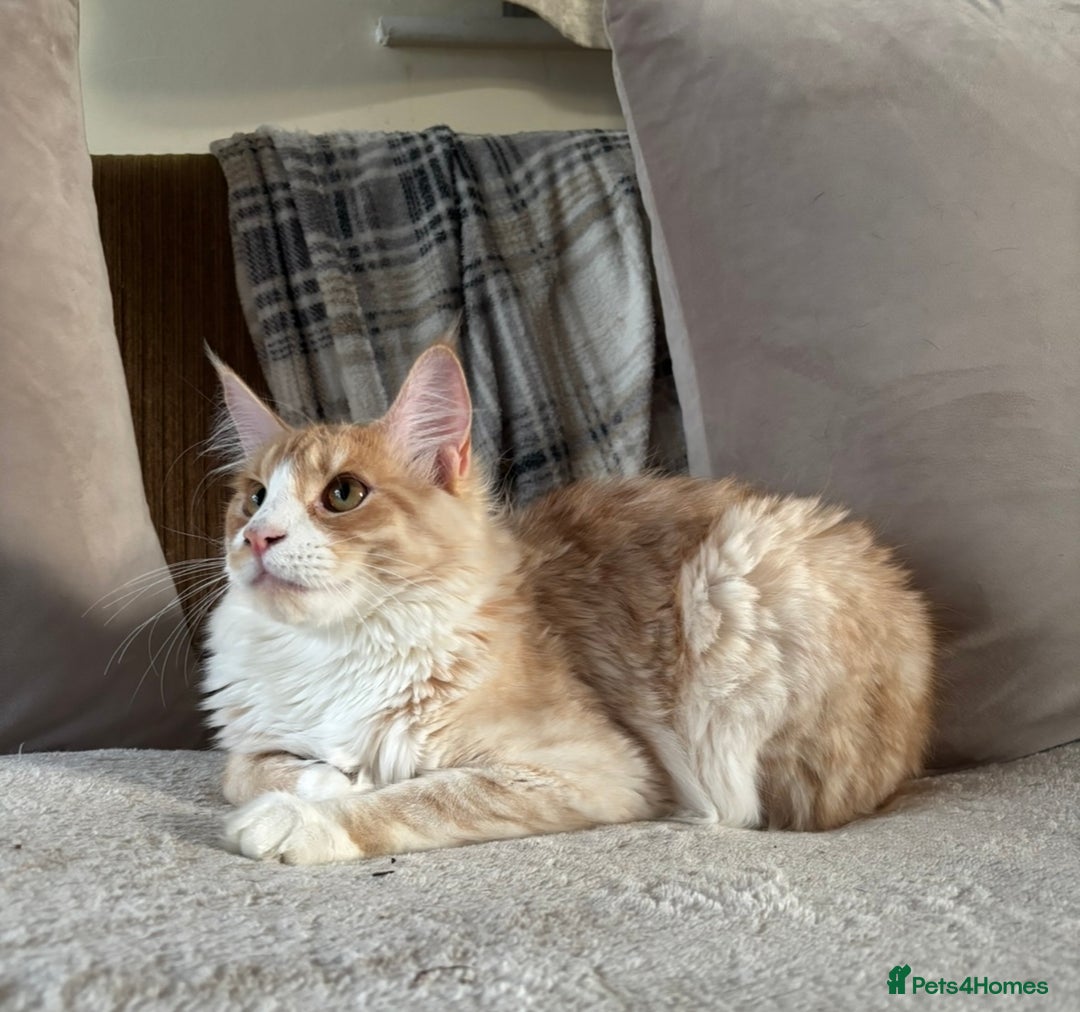 Maine Coon cats for sale: Stunning cream/white Maine coon boy  - Image 7
