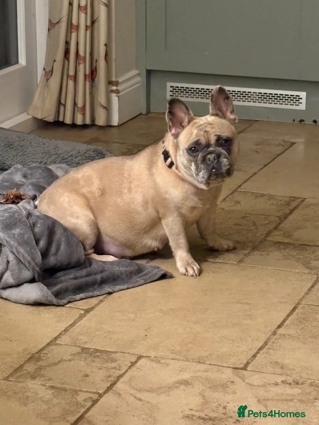 French Bulldog dogs for sale: Stunning Frenchies fluffy/straight family raised  in Lewes - Advert 2