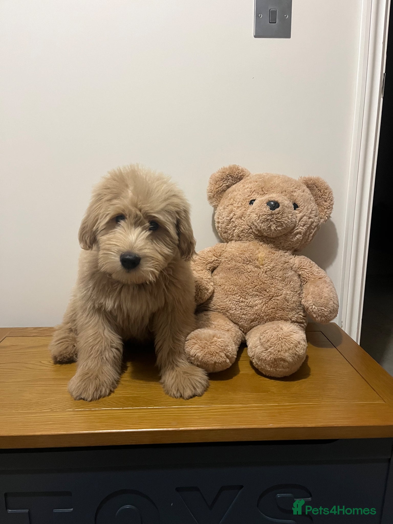 Goldendoodle dogs Golden Doodle for stud - straight hair  - Advert 1