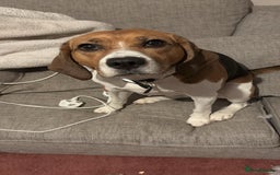 Beagle dogs for sale: Rehoming female beagle - Pickles - Image 3