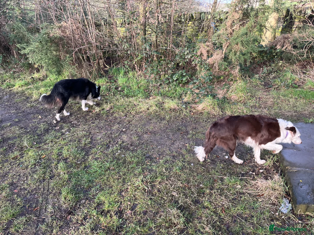 Border Collie dogs for sale: Cornmill Farm Border Collies  in Bradford - Advert 9