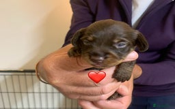 Miniature Dachshund dogs for sale: Wirehaired Miniture Dachshunds KC reg - Image 6