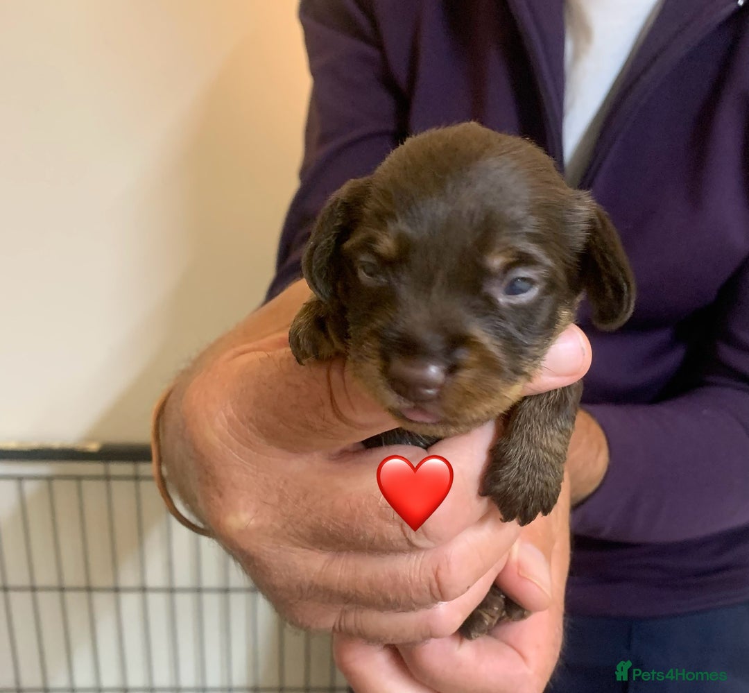 Miniature Dachshund dogs for sale: Wirehaired Miniture Dachshunds KC reg - Image 6