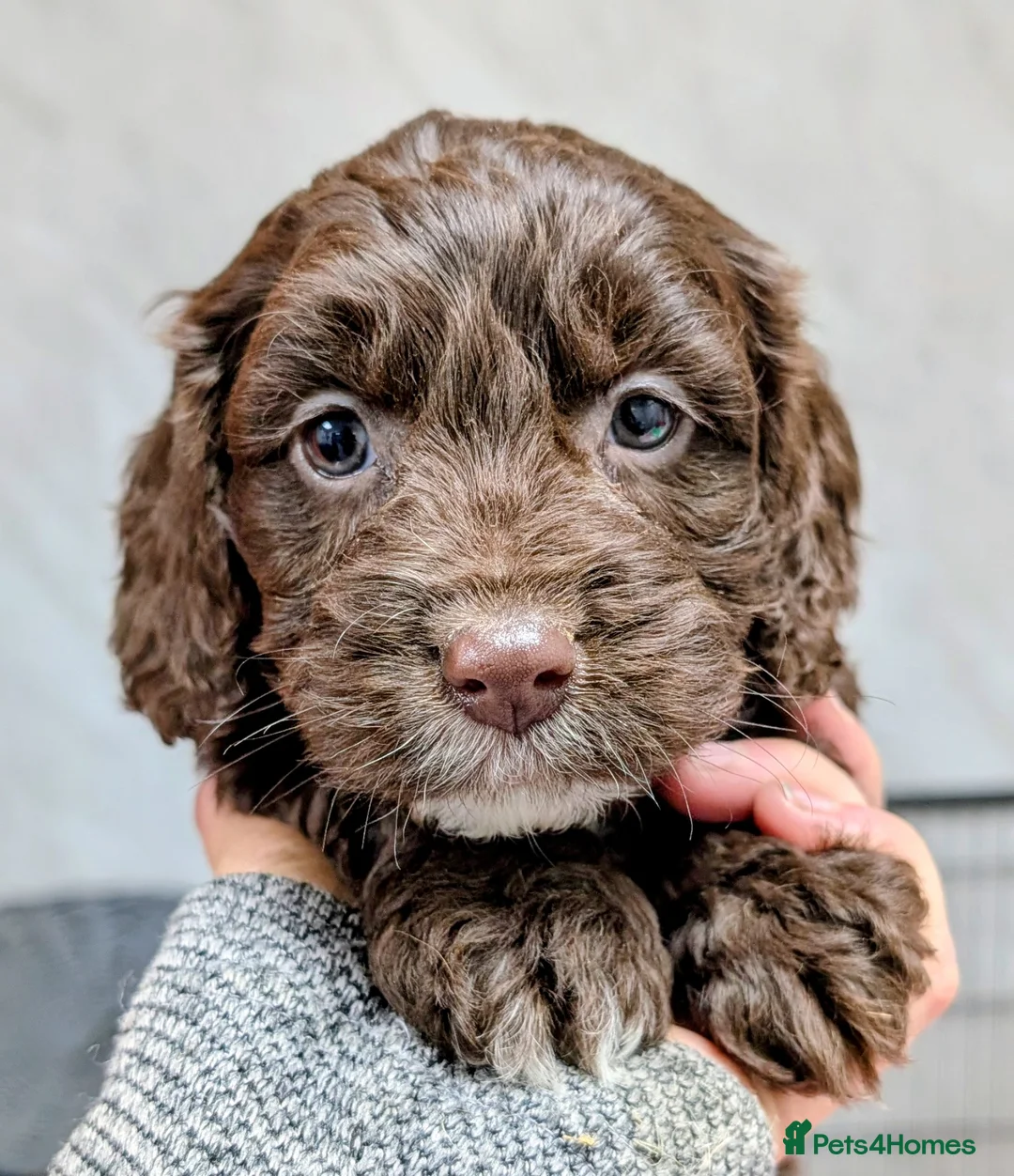 Cockapoo dogs for sale: Licensed breeder, health tested F1 cockapoo pups - Advert 28