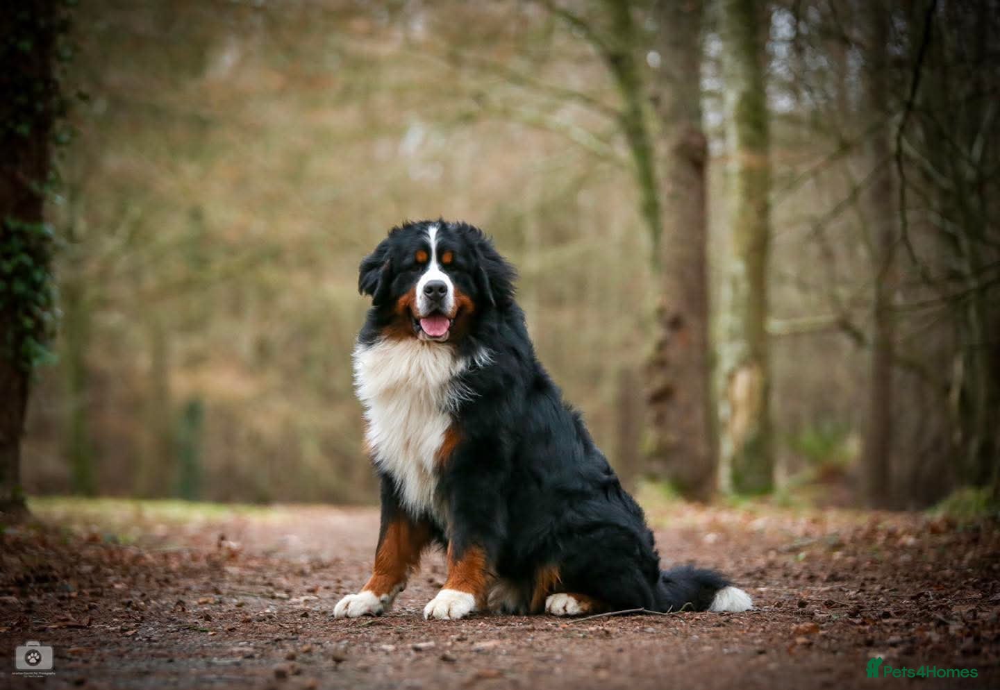 Bernese Mountain Dog dogs Pure bred kc registered bernese mountain dogs  - Advert 12