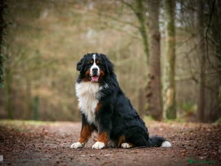 Bernese Mountain Dog dogs Pure bred kc registered bernese mountain dogs - Advert 1
