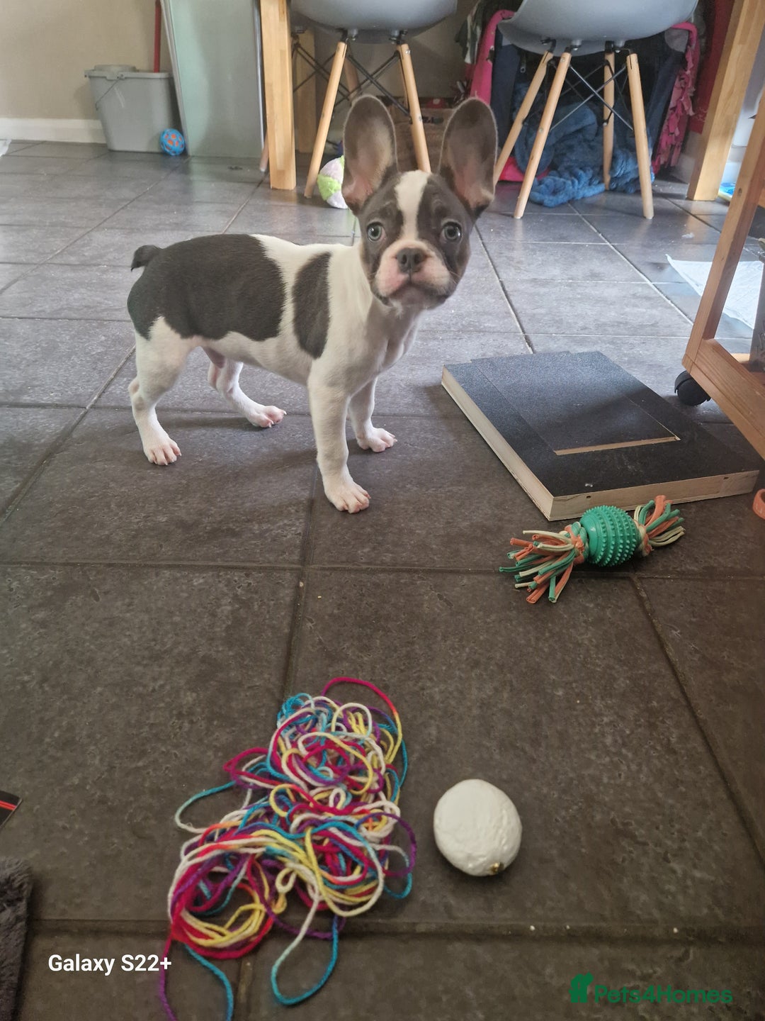French Bulldog dogs for sale: 15 week old french bulldog - Advert 2