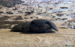 Mini Lop rabbits for sale: Two pure mini lop rabbits  - Image 10