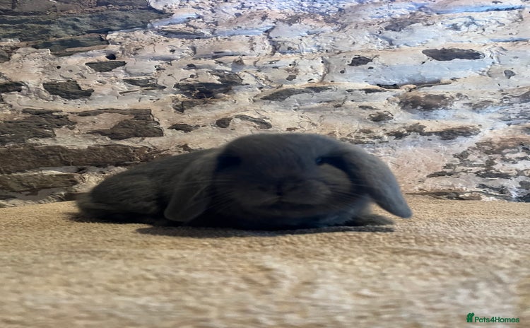 Mini Lop rabbits One pure mini lop rabbit - Advert 13