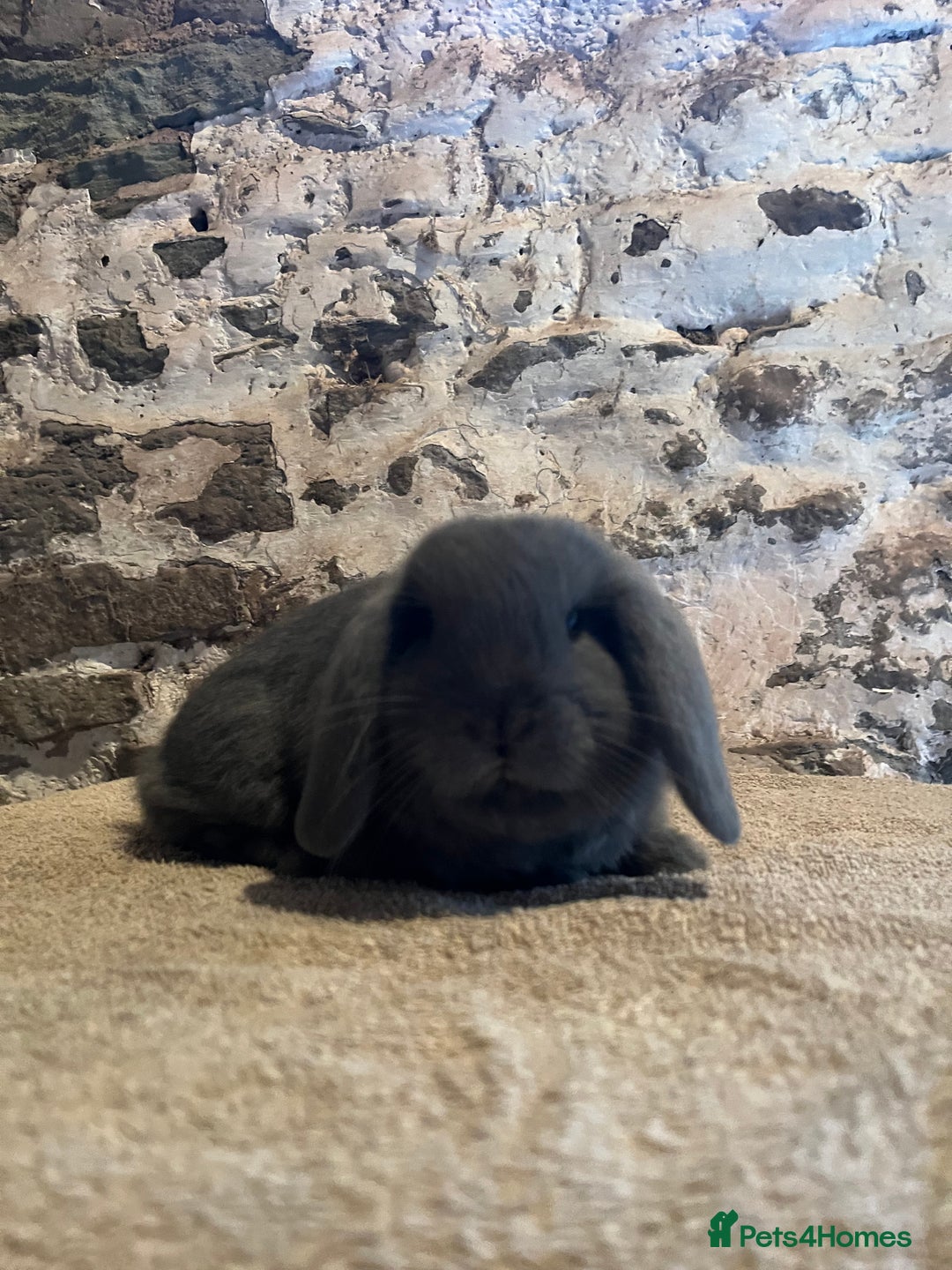 Mini Lop rabbits for sale: Two pure mini lop rabbits  - Image 10
