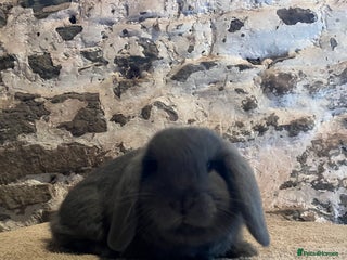 Mini Lop rabbits One pure mini lop rabbit - Advert 14