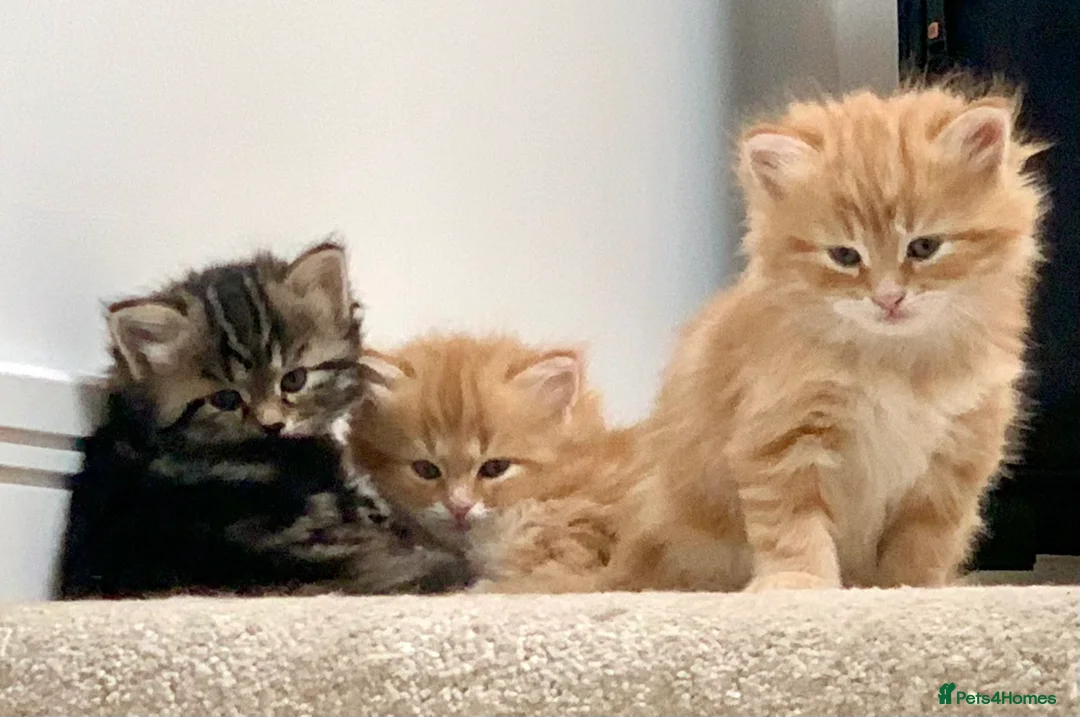 Siberian cats for sale: Siberian Kittens  - Advert 1