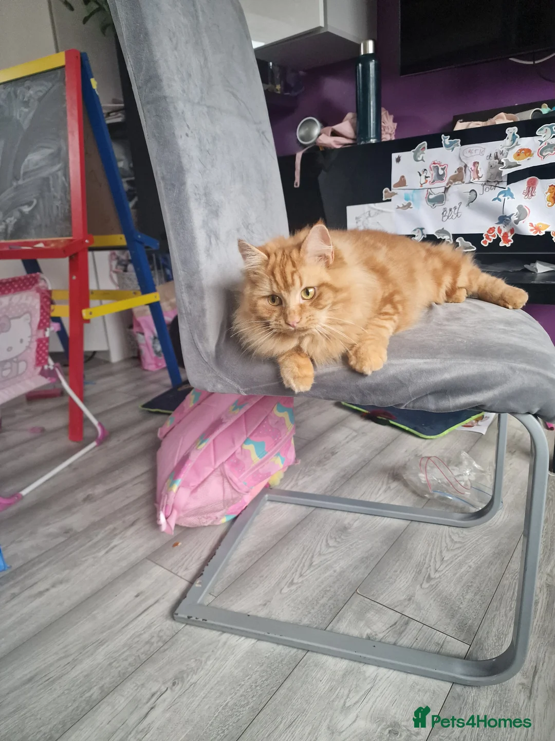 Maine Coon cats for sale: Ruby ginger female Mine Coon x BSH  - Advert 2