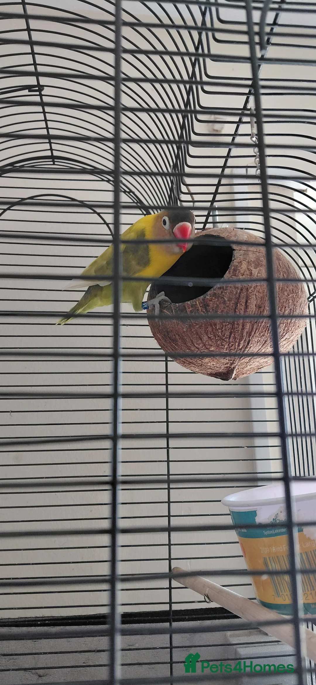 Lovebirds birds for sale: 2 male lovebirds and cage - Advert 1