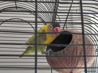 Lovebirds birds 2 male lovebirds and cage - Advert 1