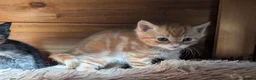Mixed Breed cats for sale: 2 Bengal/Norwegian forest Kittens  - Advert 20