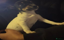 Jack Russell dogs for sale: Girl jack Russell puppy  - Image 3