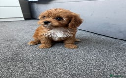 Cavapoo dogs for sale: Stunning F1 Cavapoos kc reg parents  - Image 19