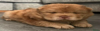 Chow Chow 1